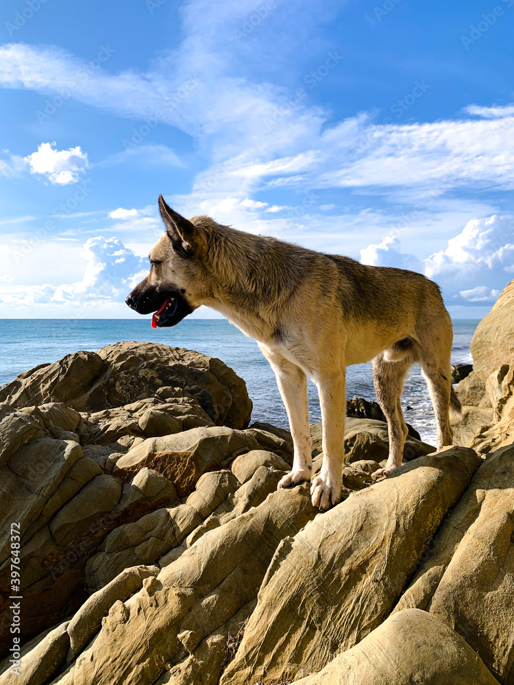 Fototapeta premium Dog stands on a rock on the sea
