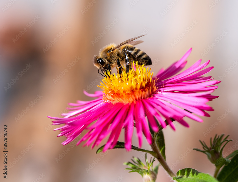 Bee collecting nectar at a pink aster blossom Bee collecting nectar at a pink aster blossom