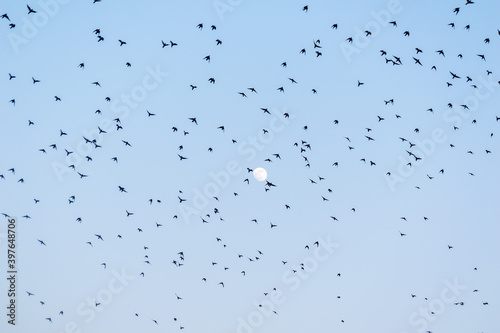 A large flock of rosy starlings with a full moon