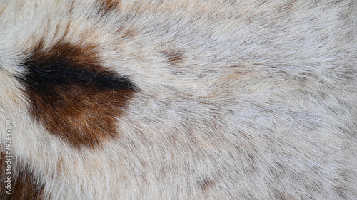 Close up of fur horse texture