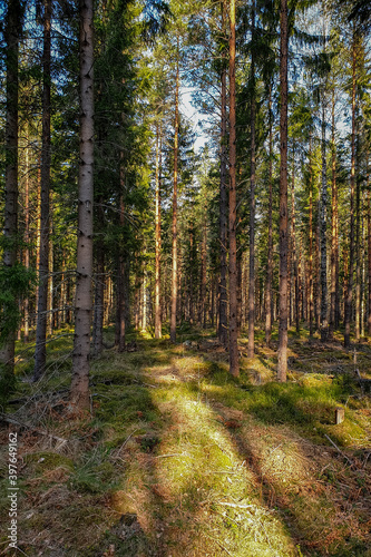 Sweden Hiking Travel in the nordic Woods