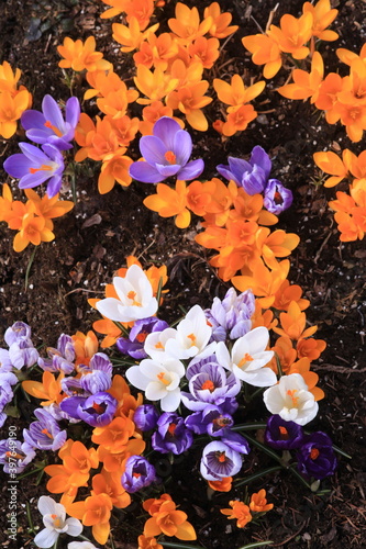 Vibrant and colofrul Crocus flowers during an early spring day in Estonia, Northern Europe. 