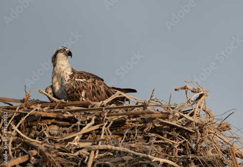 Osprey on a nest at Hawar island of Bahrain