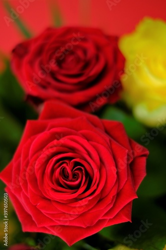 Rose Flower. Red Yellow Roses close-up on a red background. Roses Bouquet