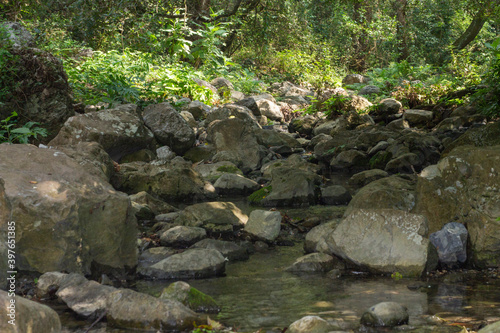 arroyo en el bosque  agua y plantas verdes  hojas