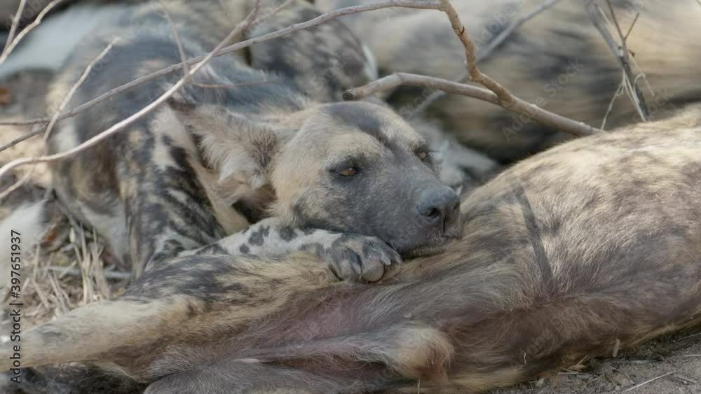 Medium close-up of a Wild Dog resting his head on his pack member's belly while resting. Medium close-up of a Wild Dog resting his head on his pack member's belly while resting.