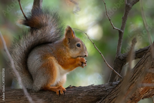 Squirrel in winter sits on a tree. © alexbush