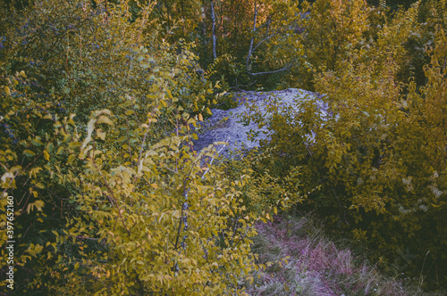Fototapeta Naklejka Na Ścianę i Meble -  Flowing stream view and trees in autumn.