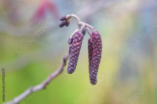 Bud Tree  photo