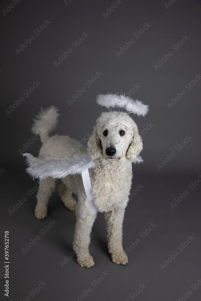 Hund, Pudel , als Engel mit Flügeln und Heiligenschein