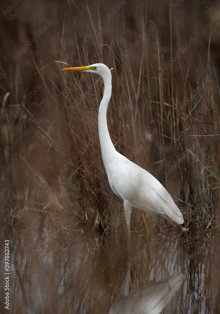 Fototapeta premium Portrait of a Great Egret at Asker marsh, Bahrain