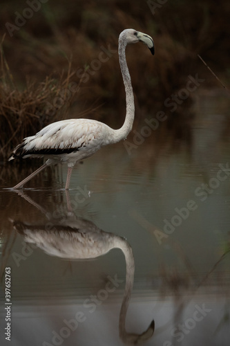Fototapeta Naklejka Na Ścianę i Meble -  Portrait of a Greater Flamingo at Asker marsh in the morning hours, Bahrain
