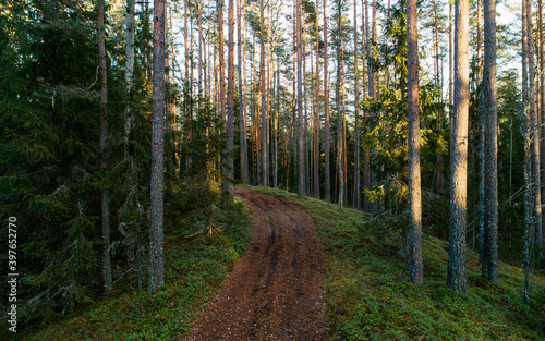 Small forest dirt path used as a hiking trail in autumnal boreal forest of Estonia. 