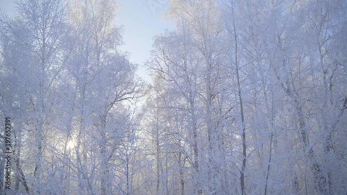 Wallpaper Mural Walk through the winter forest with snow-covered trees on a beautiful frosty morning. No people Torontodigital.ca