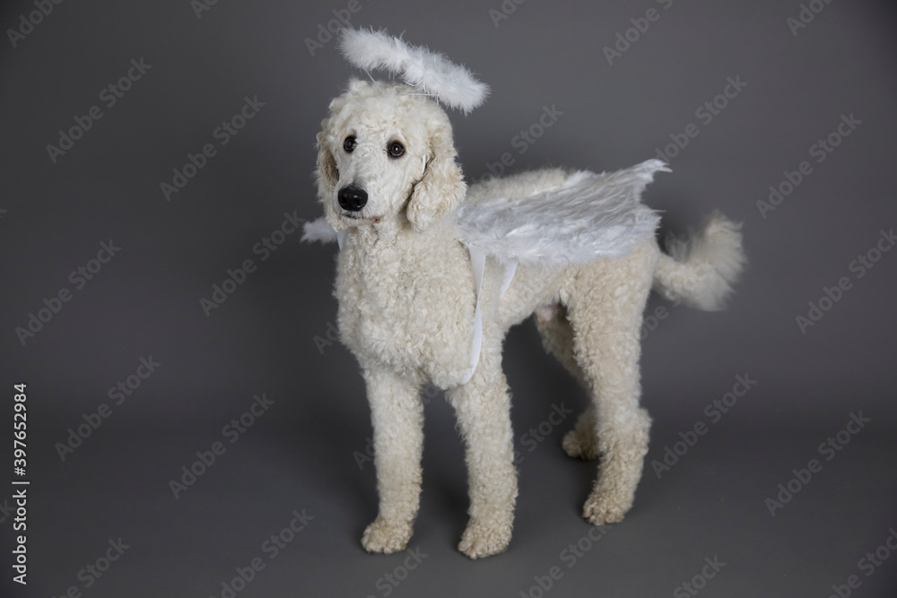 Hund, Pudel , als Engel mit Flügeln und Heiligenschein Hund, Pudel , als Engel mit Flügeln und Heiligenschein