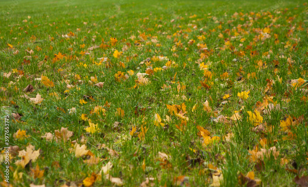 The grass is covered with autumn leaves