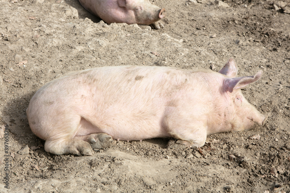 Big pig sleeping Big pig sleeping