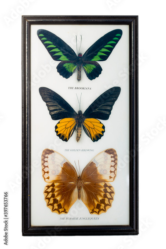 Framed set of three butterflies: Burmese jungle queen, rajah brooke's  birdwing and  goolden birdwing photo