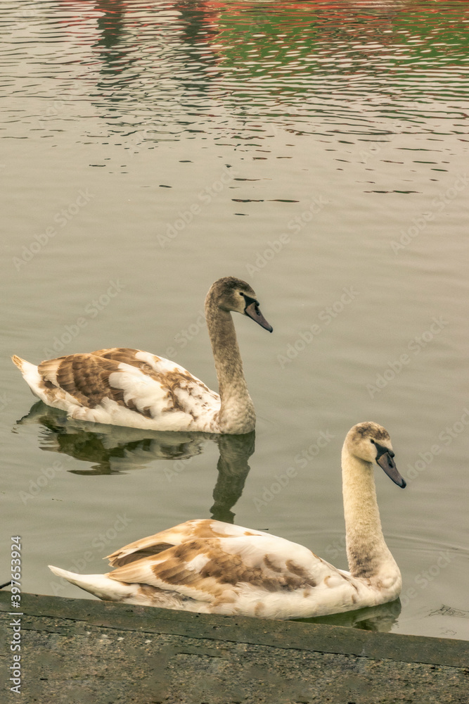 Fototapeta premium swans in the river