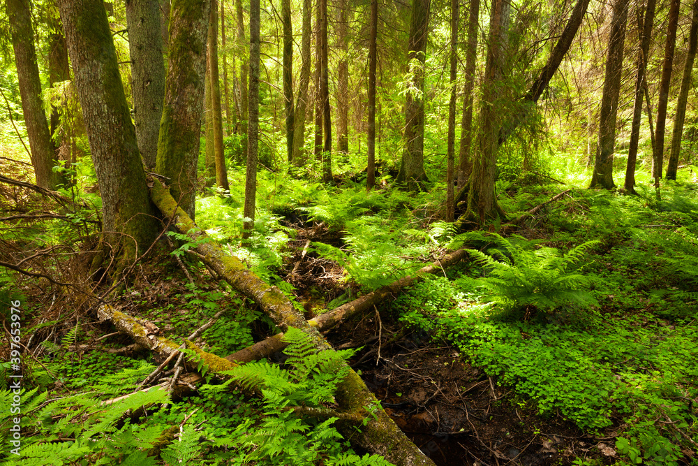 Obraz premium Green and lush summery old-growth boreal forest with lots of dead wood in Estonia, Northern Europe. 