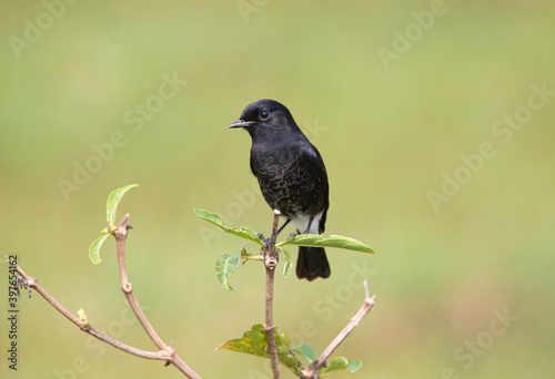 Pied Bush Chat perched on a twig
