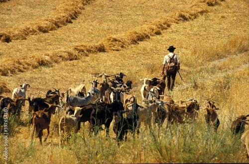 The shepherd and his goats, (el pastor y sus cabras) south of Europe