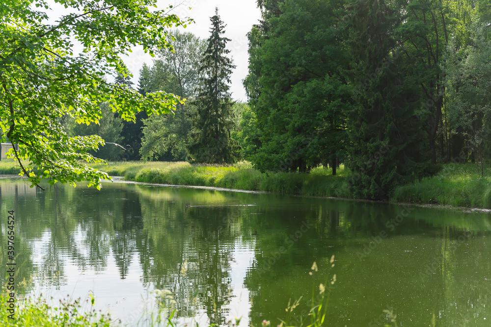 Landscape green trees, reservoir. Summer shooting