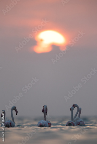 Fototapeta Naklejka Na Ścianę i Meble -  Greater Flamingos and sunrise Asker coast, Bahrain