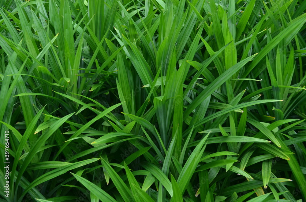 texture background of green pandan leaves texture background of green pandan leaves
