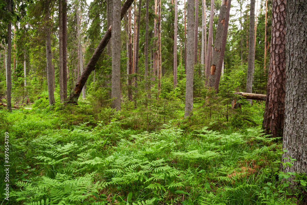 Green and lush summery old-growth boreal forest with lots of dead wood in Estonia, Northern Europe. Green and lush summery old-growth boreal forest with lots of dead wood in Estonia, Northern Europe.