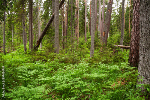 Green and lush summery old-growth boreal forest with lots of dead wood in Estonia, Northern Europe. © adamikarl