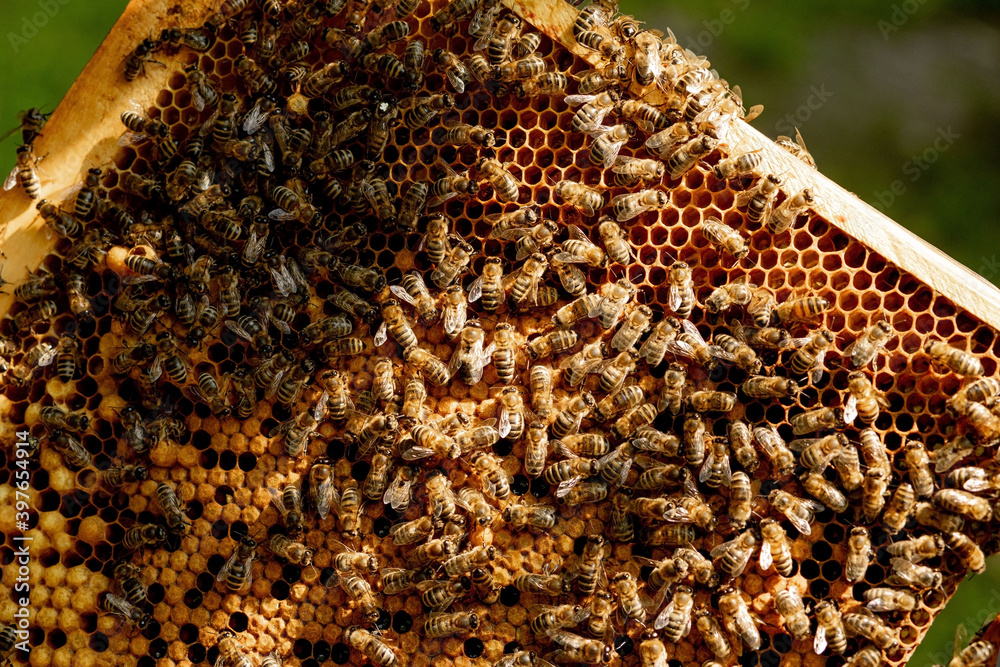 Honey Bee on honeycomb. Close-up of bees on honeycomb in apiary in the summer- selective focus, copy space Honey Bee on honeycomb. Close-up of bees on honeycomb in apiary in the summer- selective focus, copy space