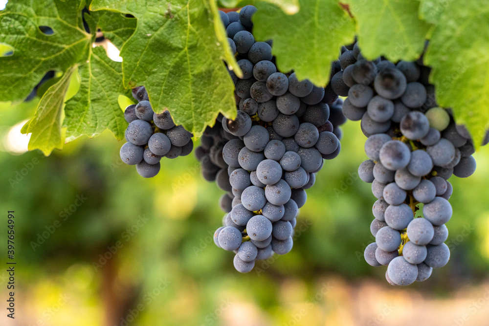 blue grapes on a bush, late summer, blurred background, selective focus.