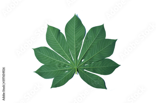 close up green cassava leaf isolated on white background