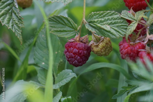 raspberries in the garden