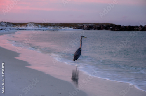 blue heron on the shoreline fishing