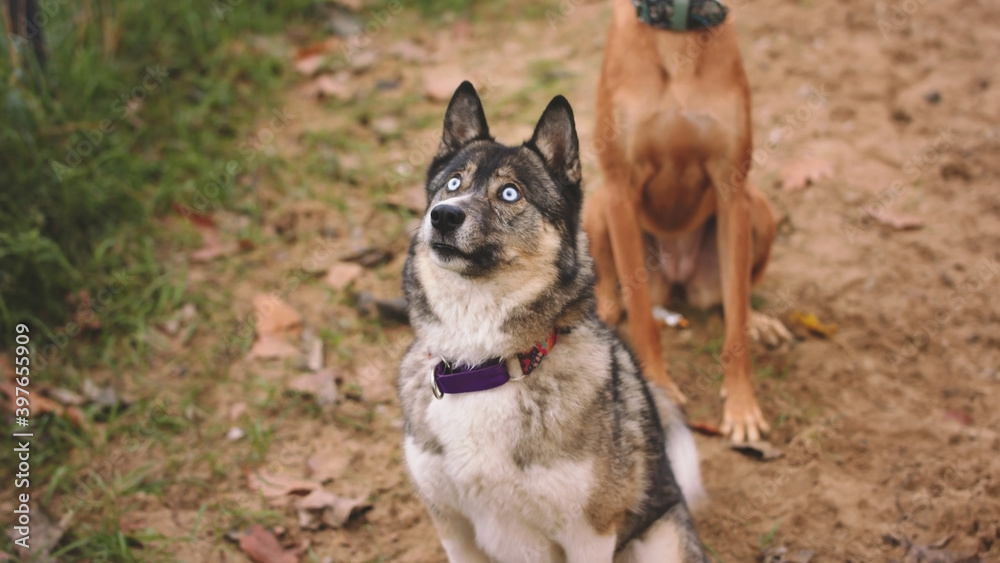 Beautiful west siberian laika and mixed breed dog in the park. Portrait. High quality photo