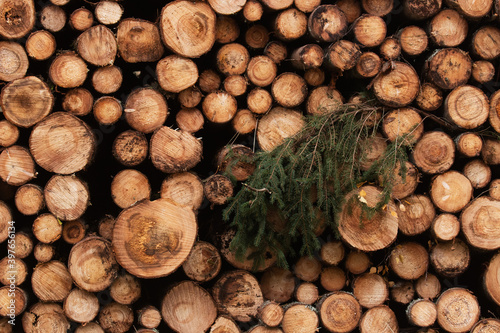 Freshly cut and piled spruce lumber as a raw material resource for wood industry in Estonia. 