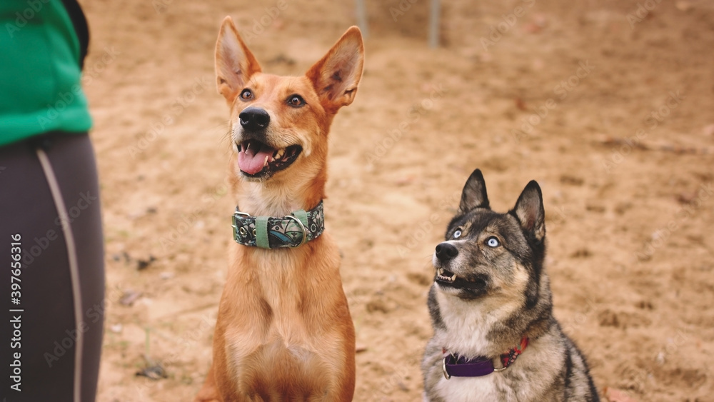 Beautiful west siberian laika and mixed breed dog sitting in the sand and looking at their woman owner. Obedient and loyal dogs . High quality photo Beautiful west siberian laika and mixed breed dog sitting in the sand and looking at their woman owner. Obedient and loyal dogs . High quality photo
