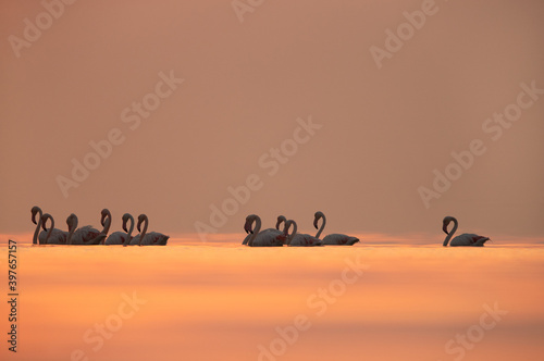 Greater Flamingos and dramatic hues during sunrise at Asker coast of Bahrain