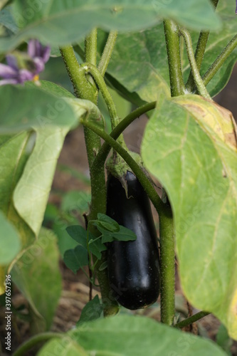 eggplant in the garden