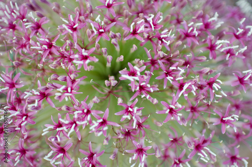 Pink Kalahari flower 3