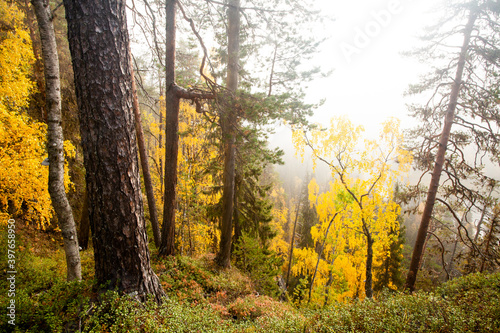 Colorful pristine taiga forest on a cliff in Northern Finland in Oulanka National Park during a foggy sunrise morning in autumn foliage. 