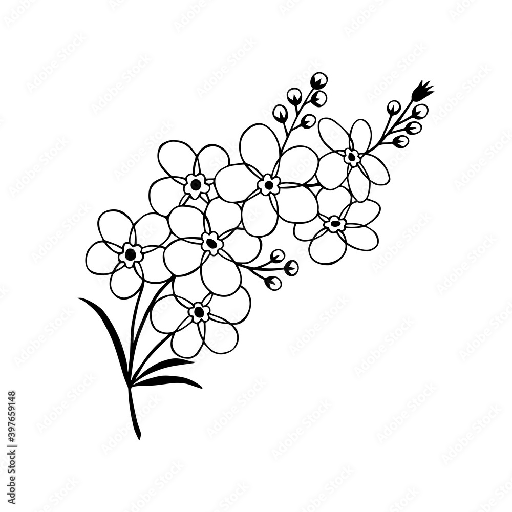 Naklejka premium blue forget-me-not flowers. JPG