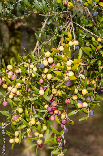 Olives of the Arbequina variety in the olive tree waiting to be harvested near the town of Mallén, province of Zaragoza in the region of Aragon (Spain)