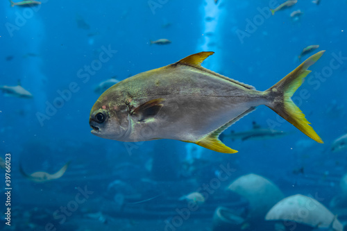 Trachinotus blochii or snubnose pompano in Atlantis, Sanya, Hainan, China.. Pompanos are marine fishes in the genus Trachinotus in the family Carangidae (better known as 