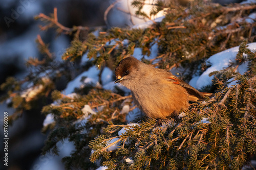 Northern bird Siberian jay, Perisoreus infaustus perched during a cold morning sunrise in Kuusamo, Northern Finland	