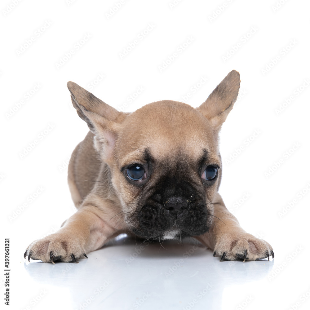Obraz premium french bulldog dog stretching his paws and laying down