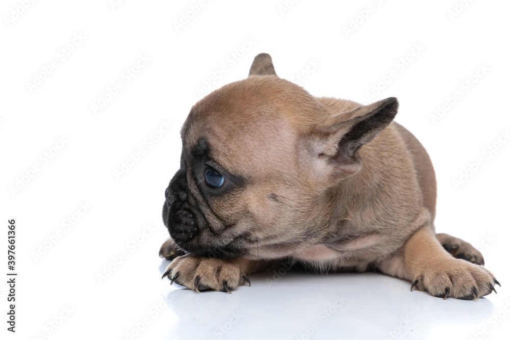 french bulldog dog looking what is it to his side