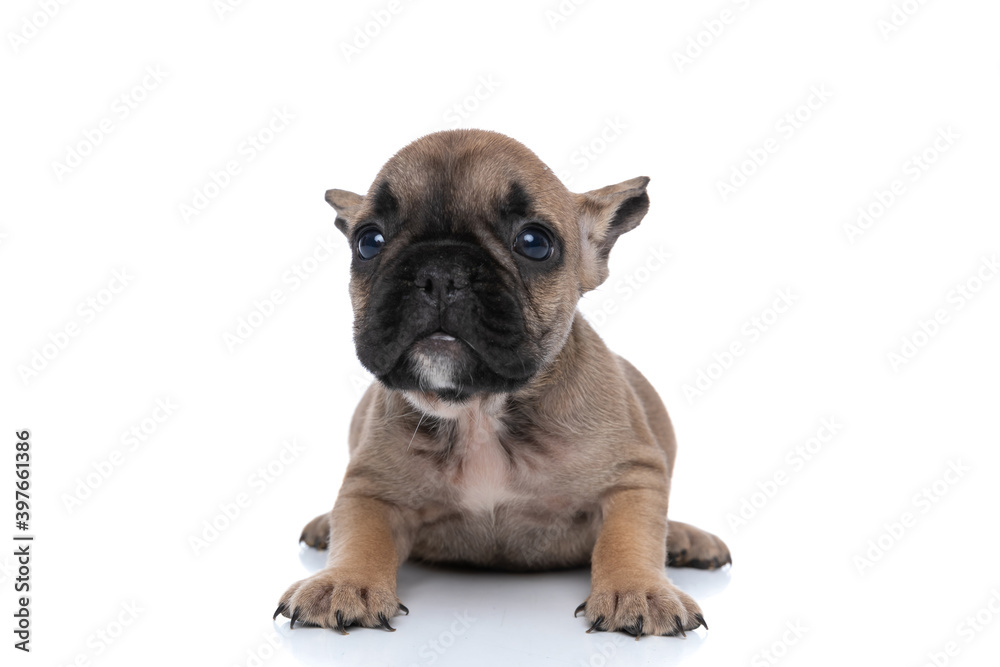 Obraz premium french bulldog dog is making puppy eyes